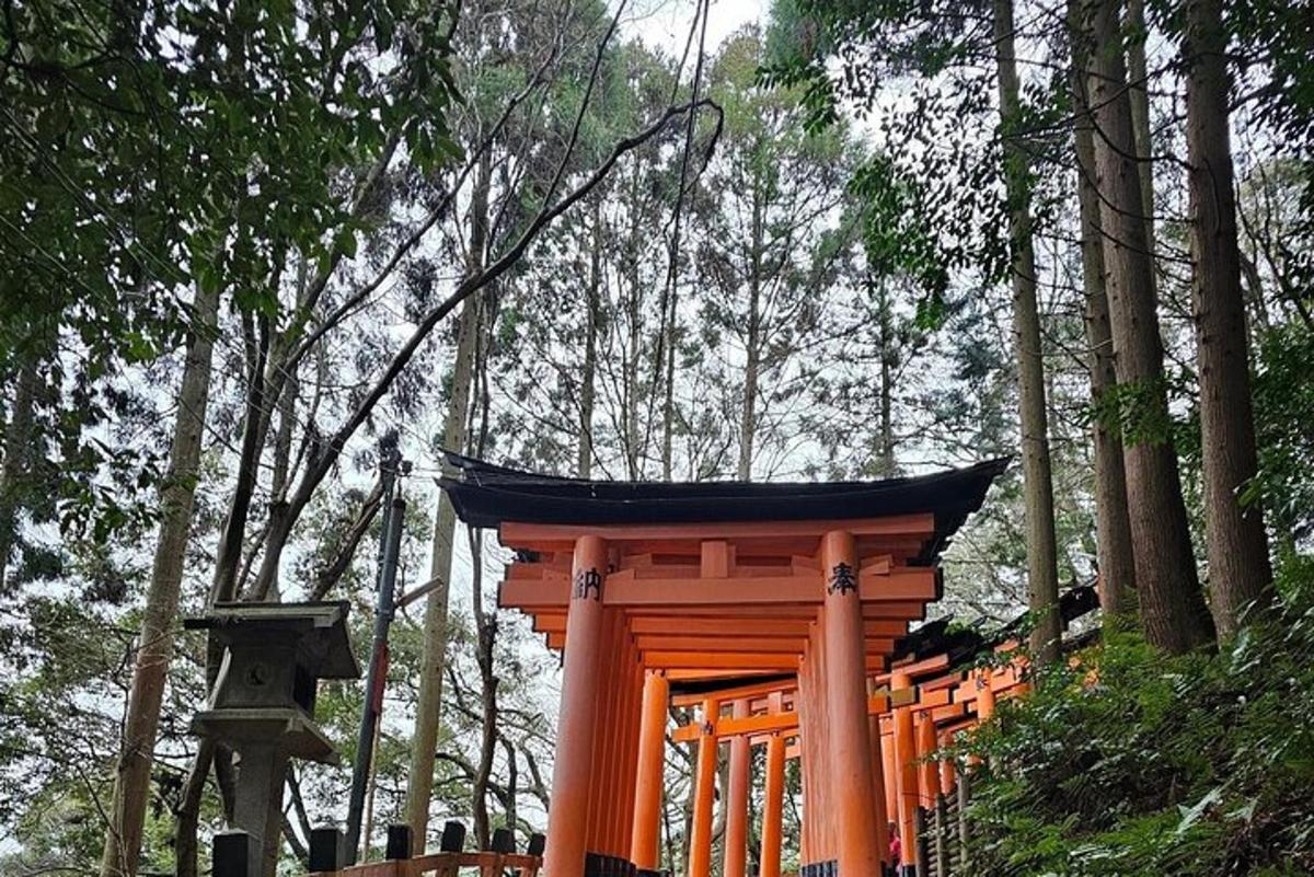 un cancello torii arancione in una foresta di alberi