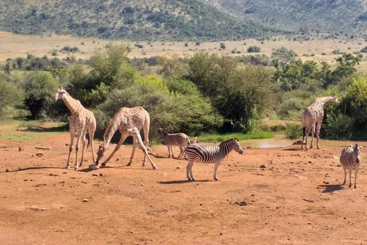 egy csoport zsiráf és zebra egy mezőn
