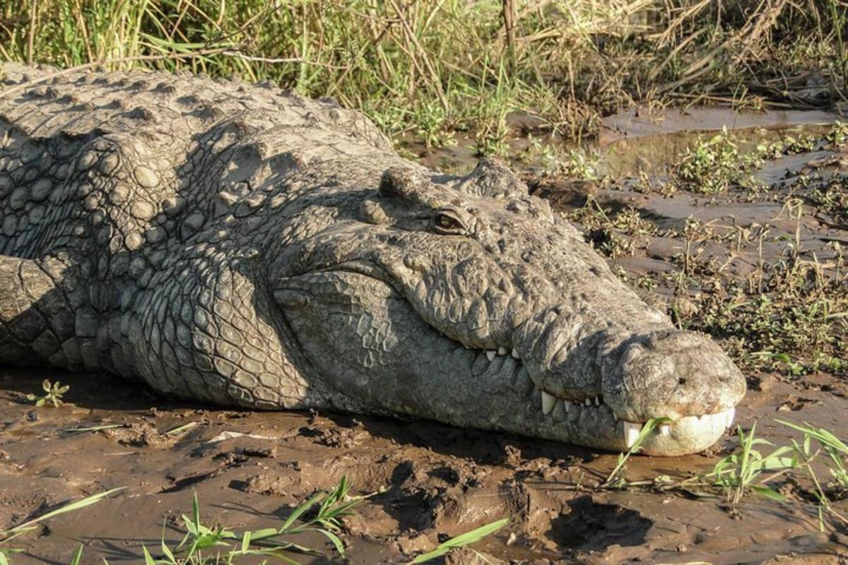 Velký krokodýl ležící v bahně s tlamou