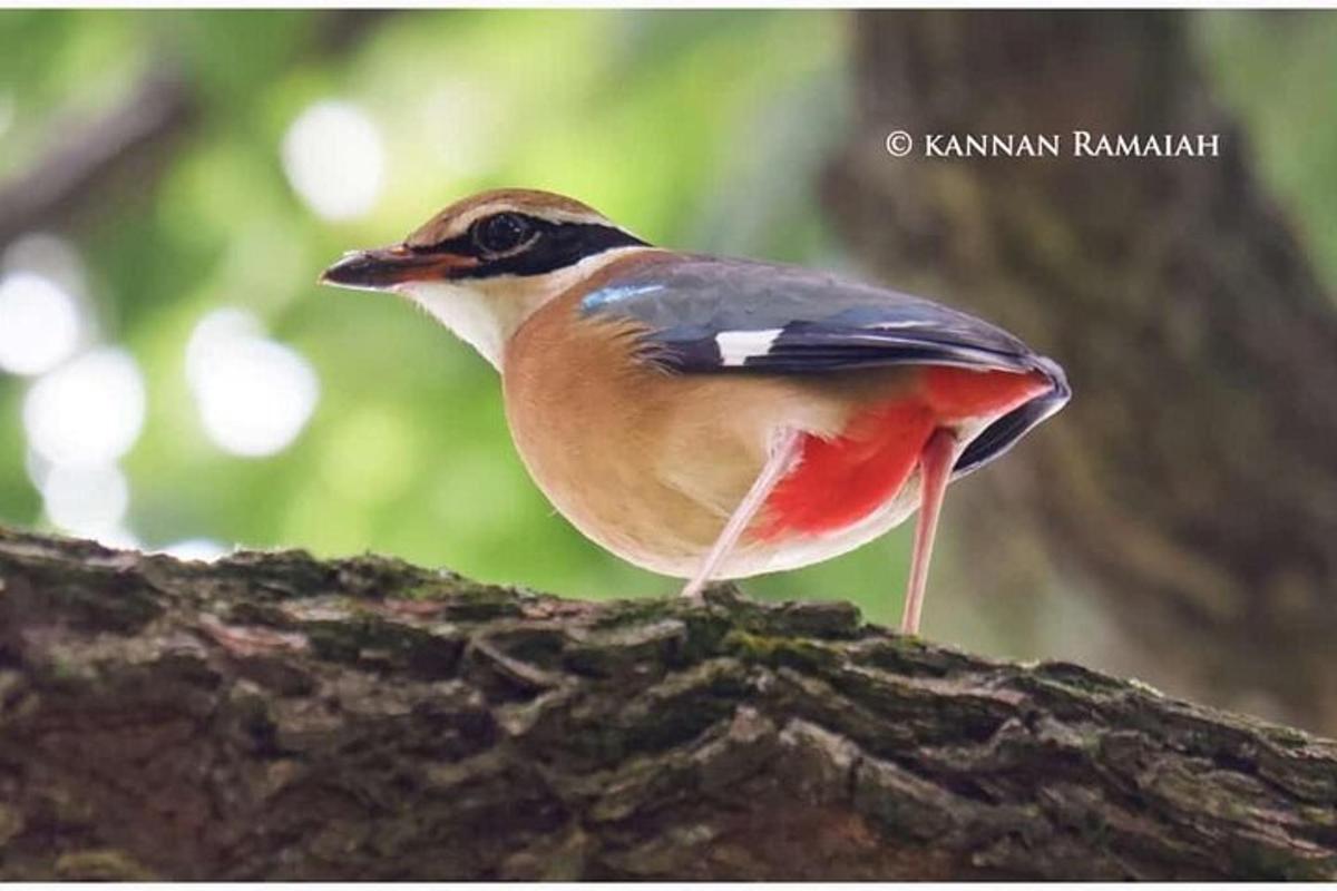 a bird perched on top of a tree branch
