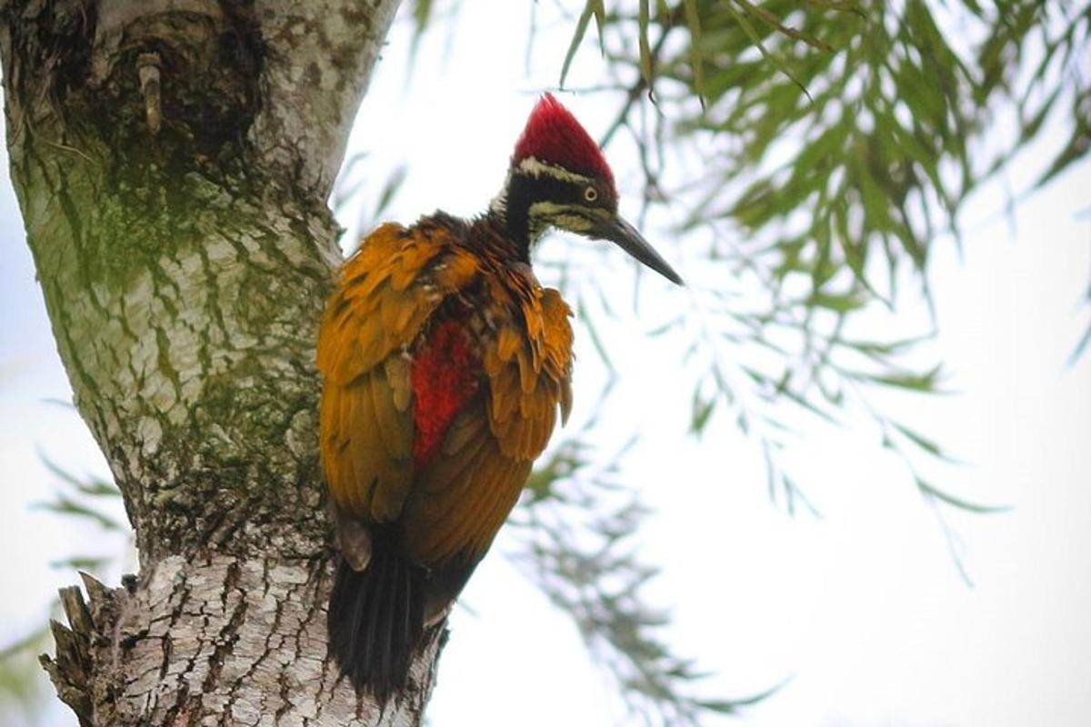 a bird perched on the side of a tree