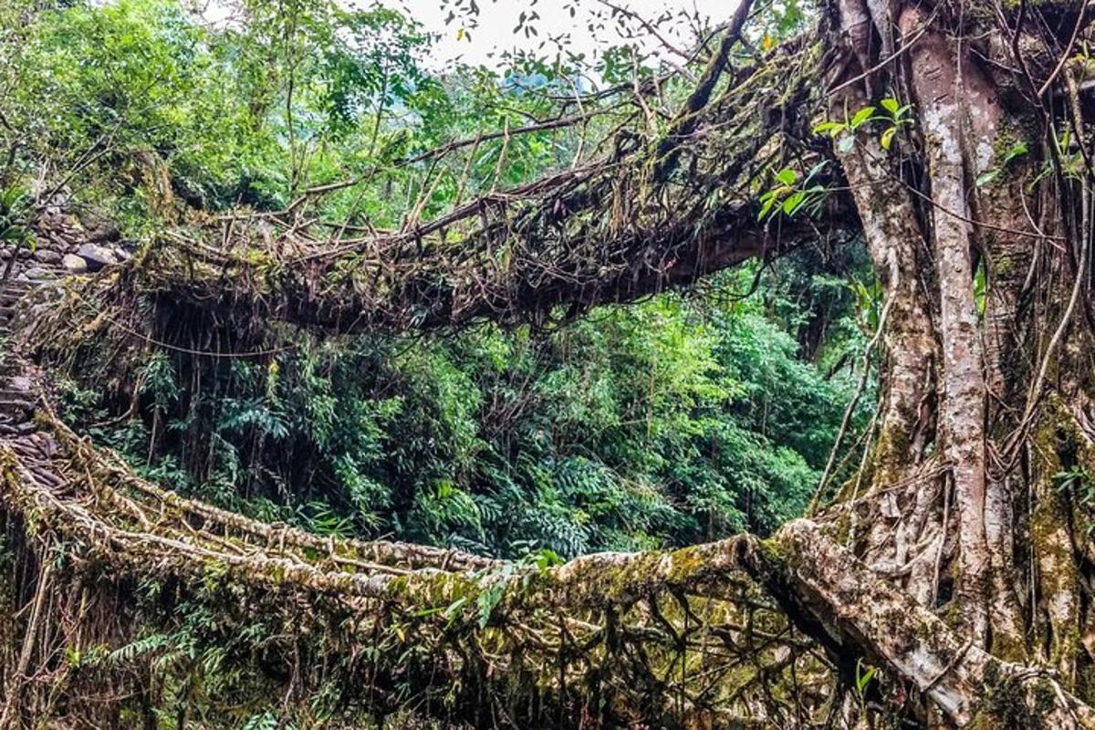 un árbol cubierto de enredaderas en un bosque