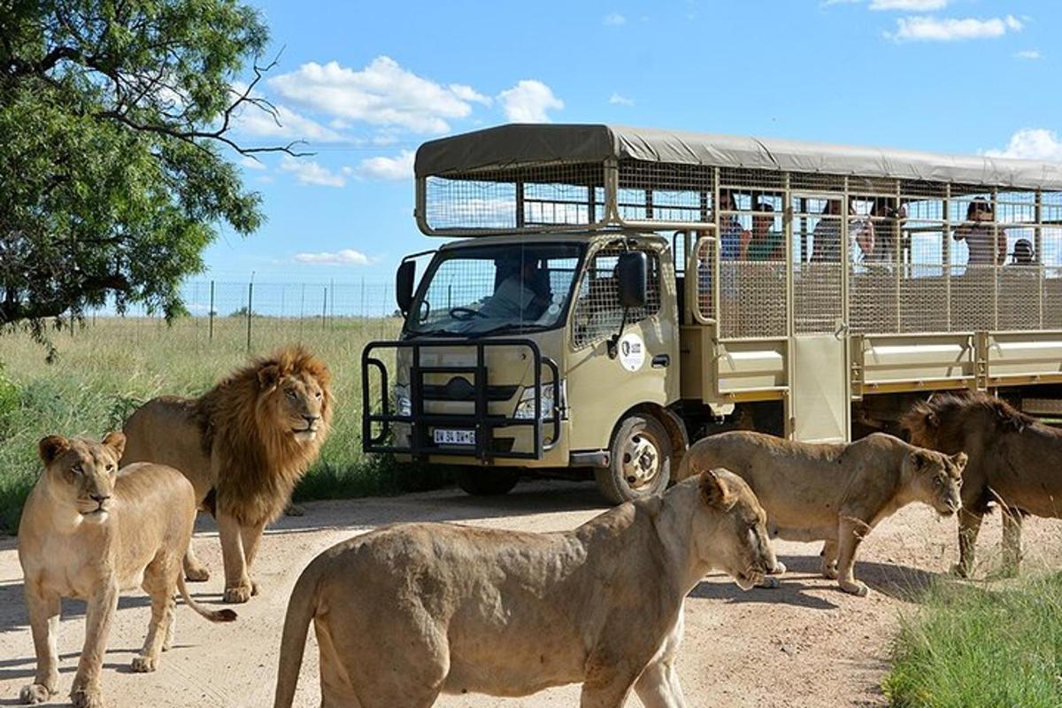 a group of lions standing in front of a bus