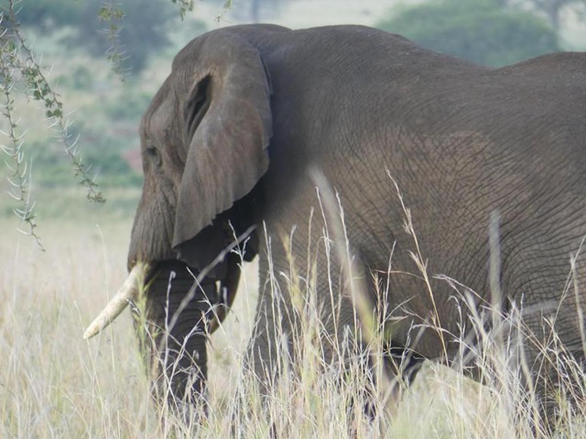 ein Elefant, der durch ein Feld mit hohem Gras läuft