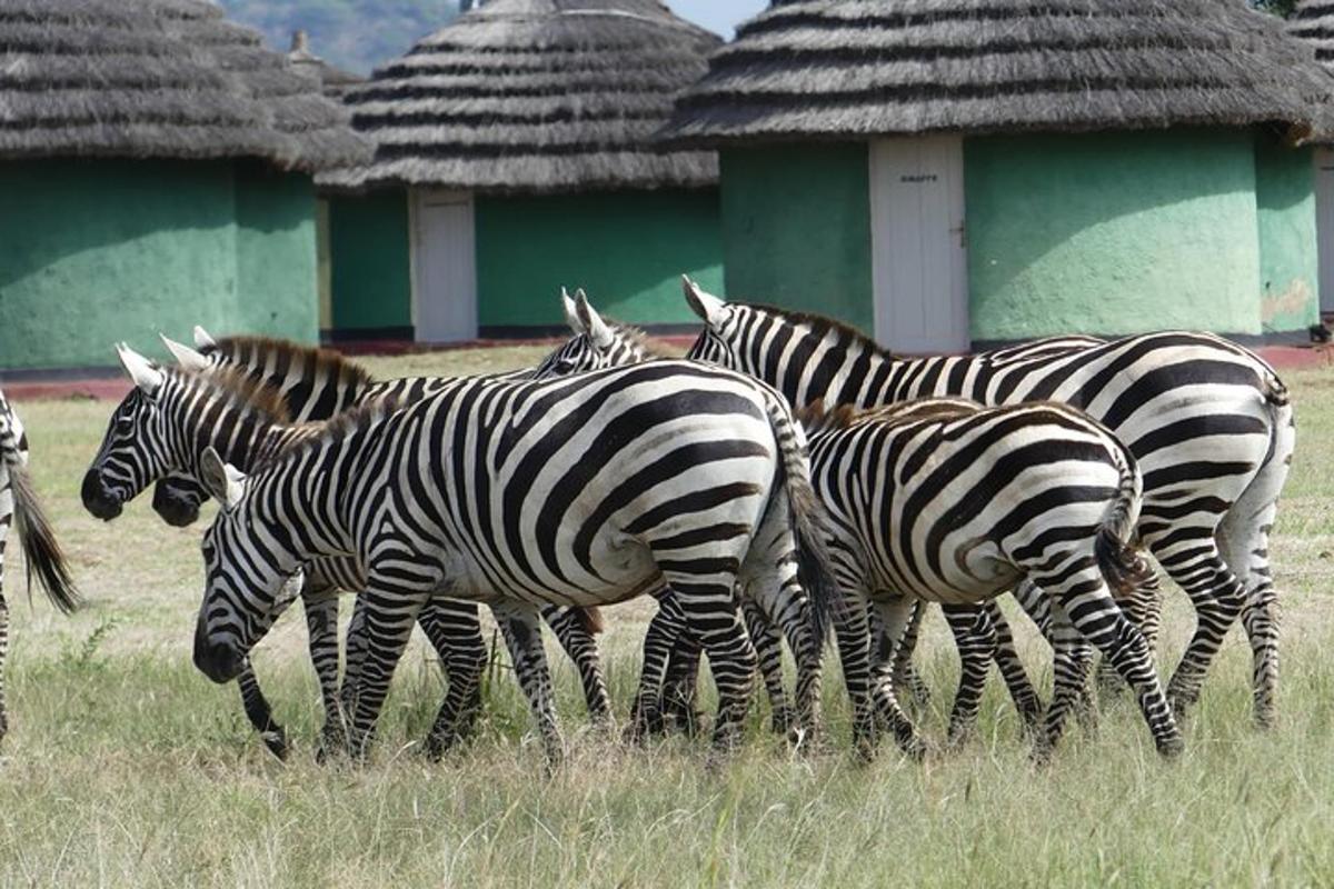a herd of zebras walking in a field of grass