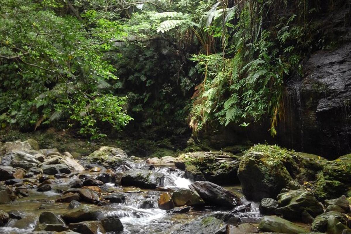 a stream of water with rocks in a forest