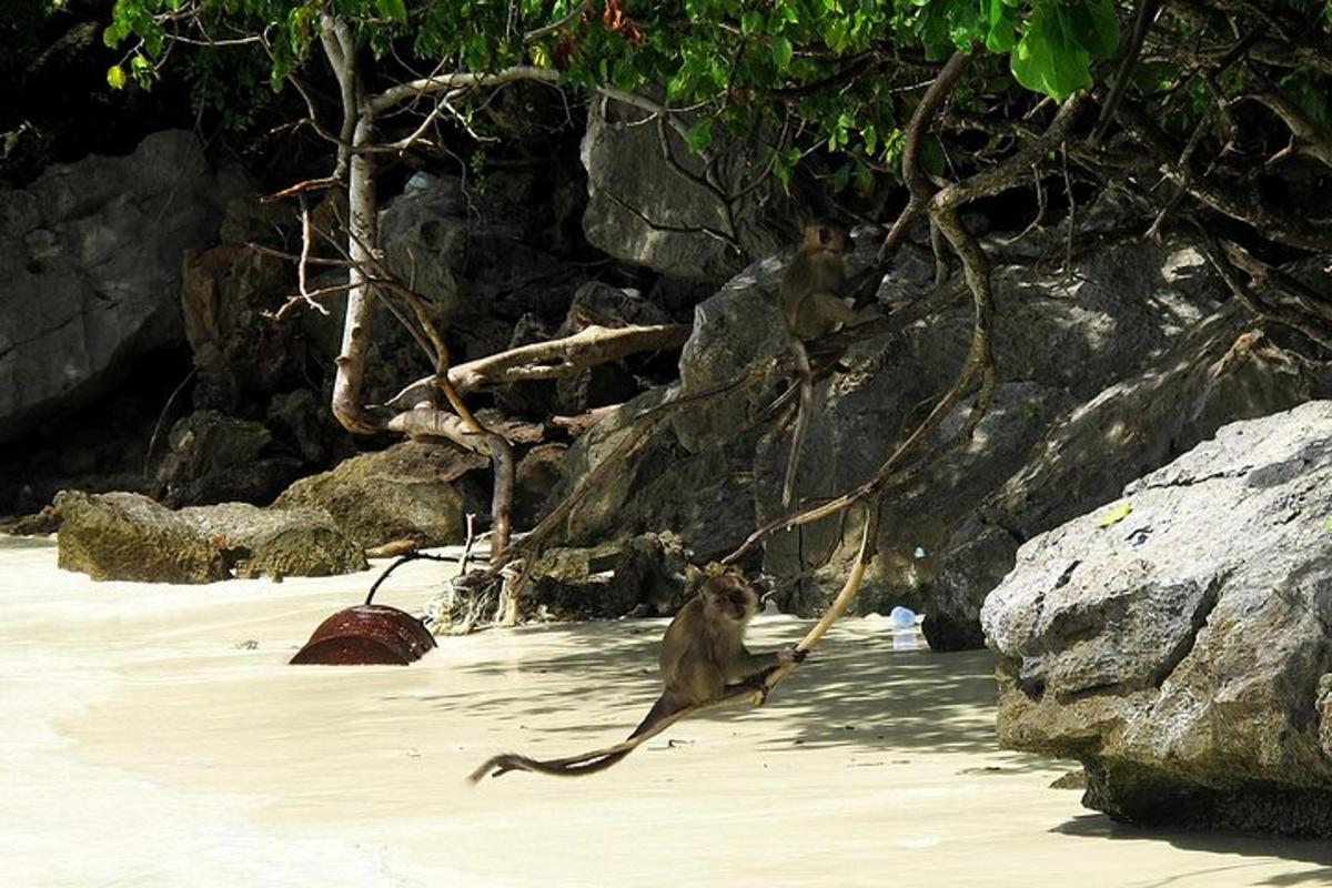 dois macacos sentados em um galho de árvore na praia