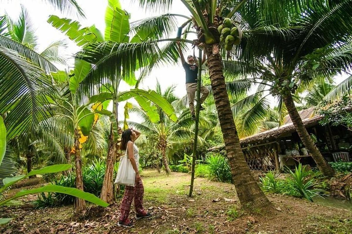 seorang lelaki memanjat pokok kurma manakala dua orang berdiri di atasnya