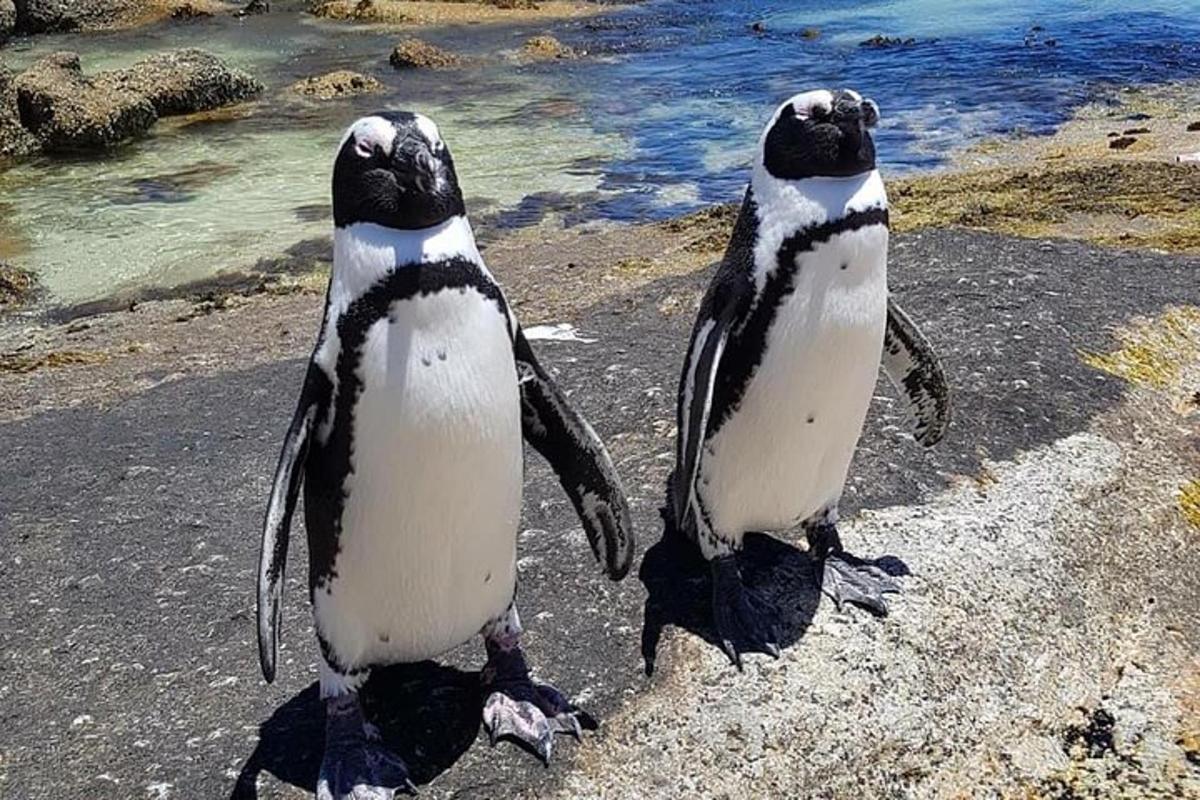 due pinguini in piedi uno accanto all'altro sulla spiaggia