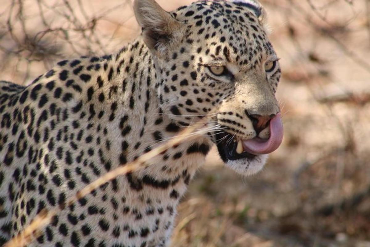 detailní záběr na leoparda s jazykem