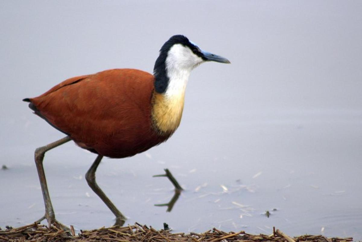 un uccello che cammina a terra nell'acqua