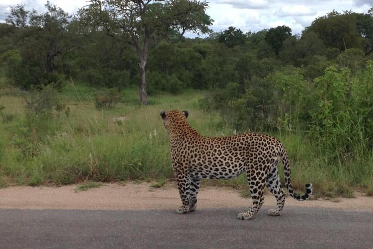 a cheetah standing on the side of the road