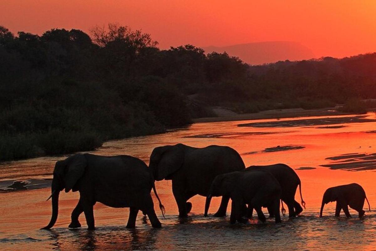 una mandria di elefanti che camminano nell'acqua al tramonto