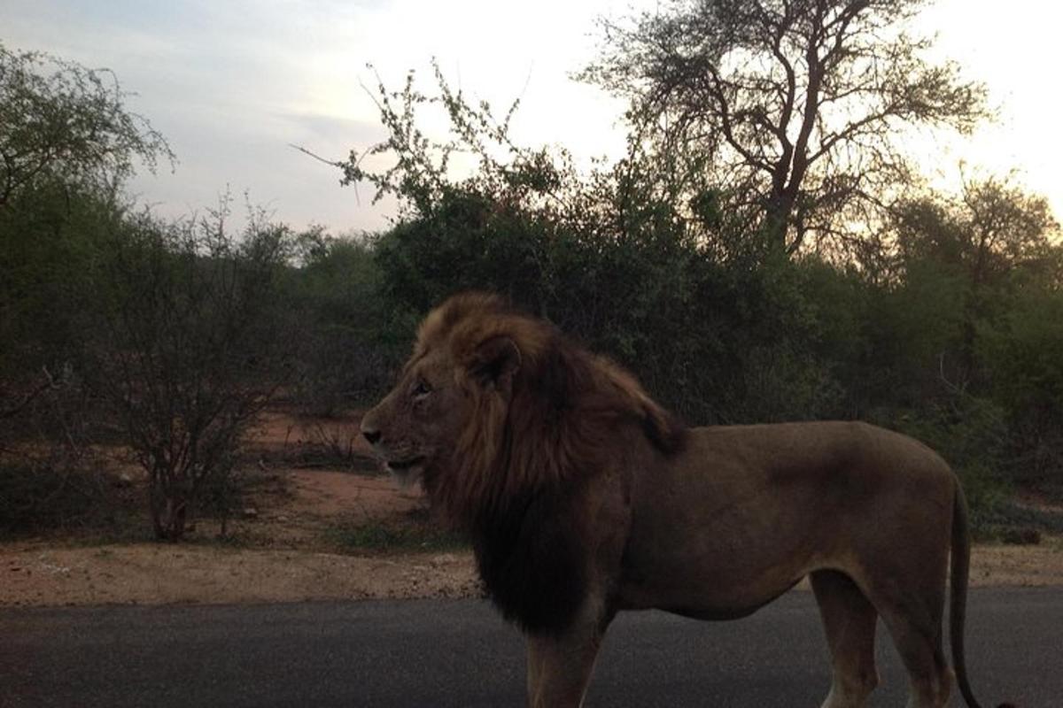 a lion standing on the side of the road