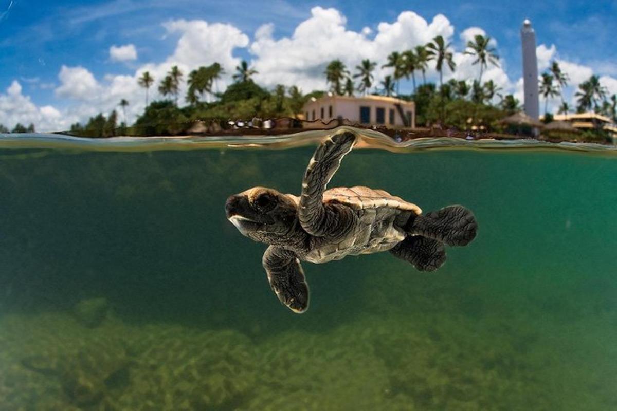 a green sea turtle swimming in the water