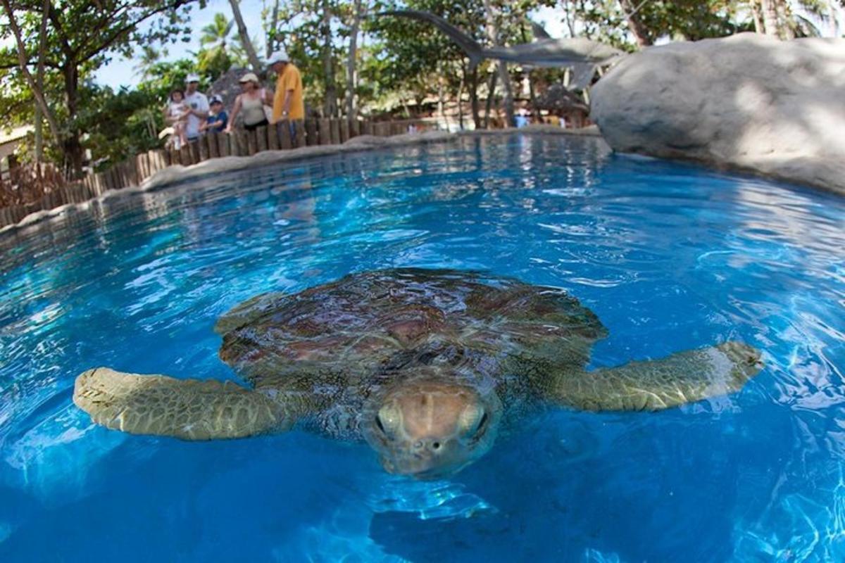a green sea turtle swimming in a swimming pool