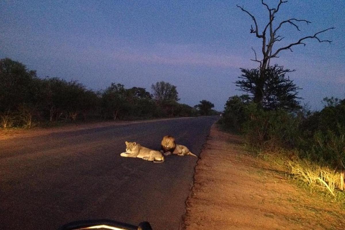 a cat laying in the middle of the road