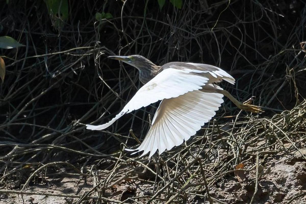 a white bird is flying on the beach