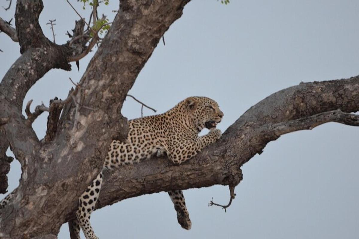 Leopard sedí na větvi stromu