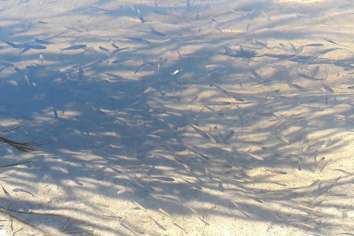 a group of fish swimming in the water