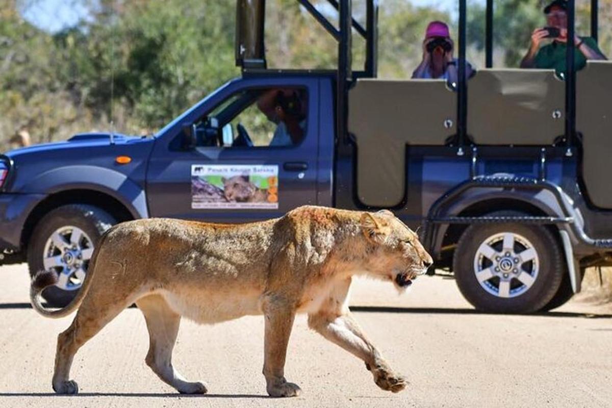 a lion walking in front of a blue truck