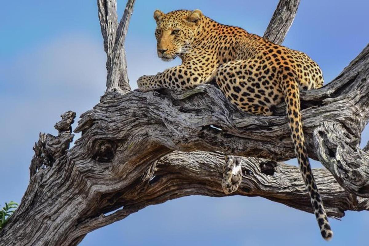 a leopard sitting on top of a tree branch