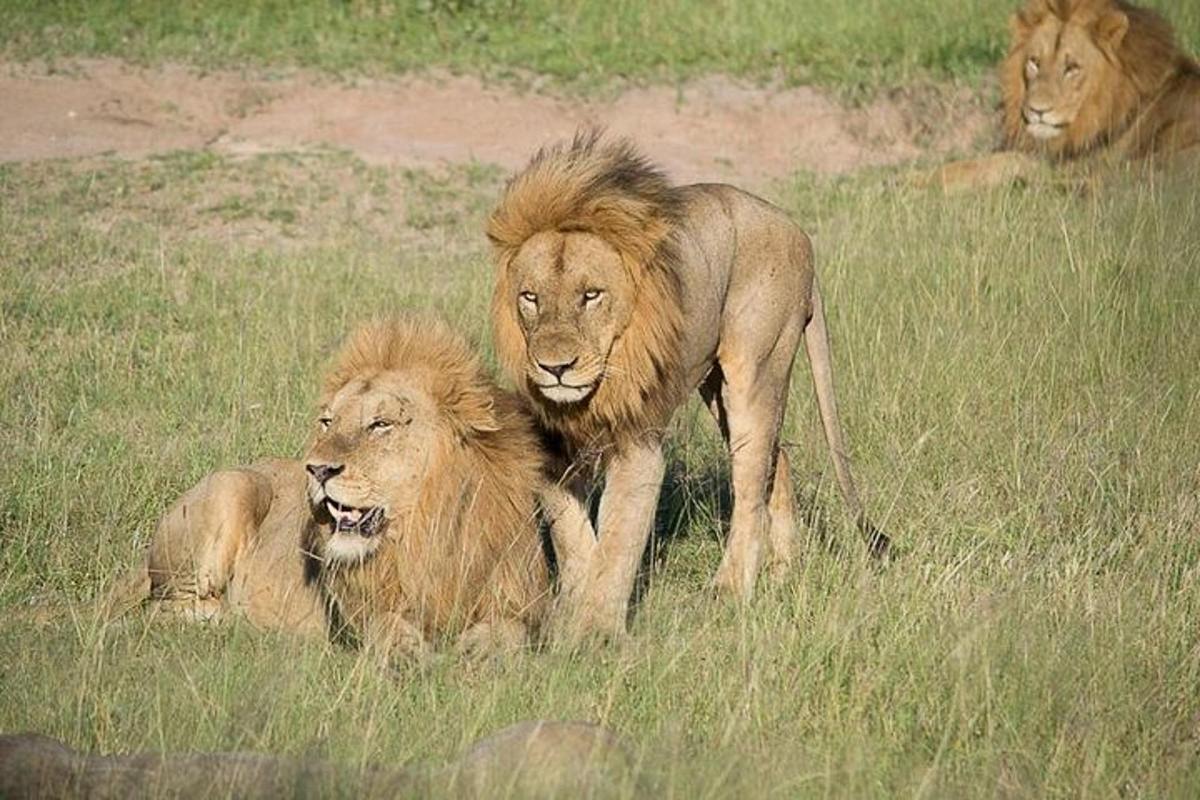 a group of lions sitting in the grass
