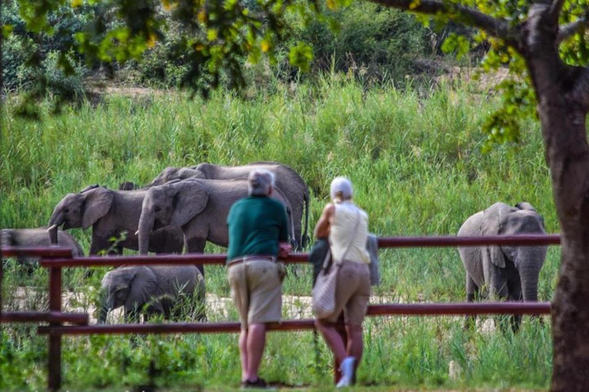 two people looking over a fence at a herd of elephants
