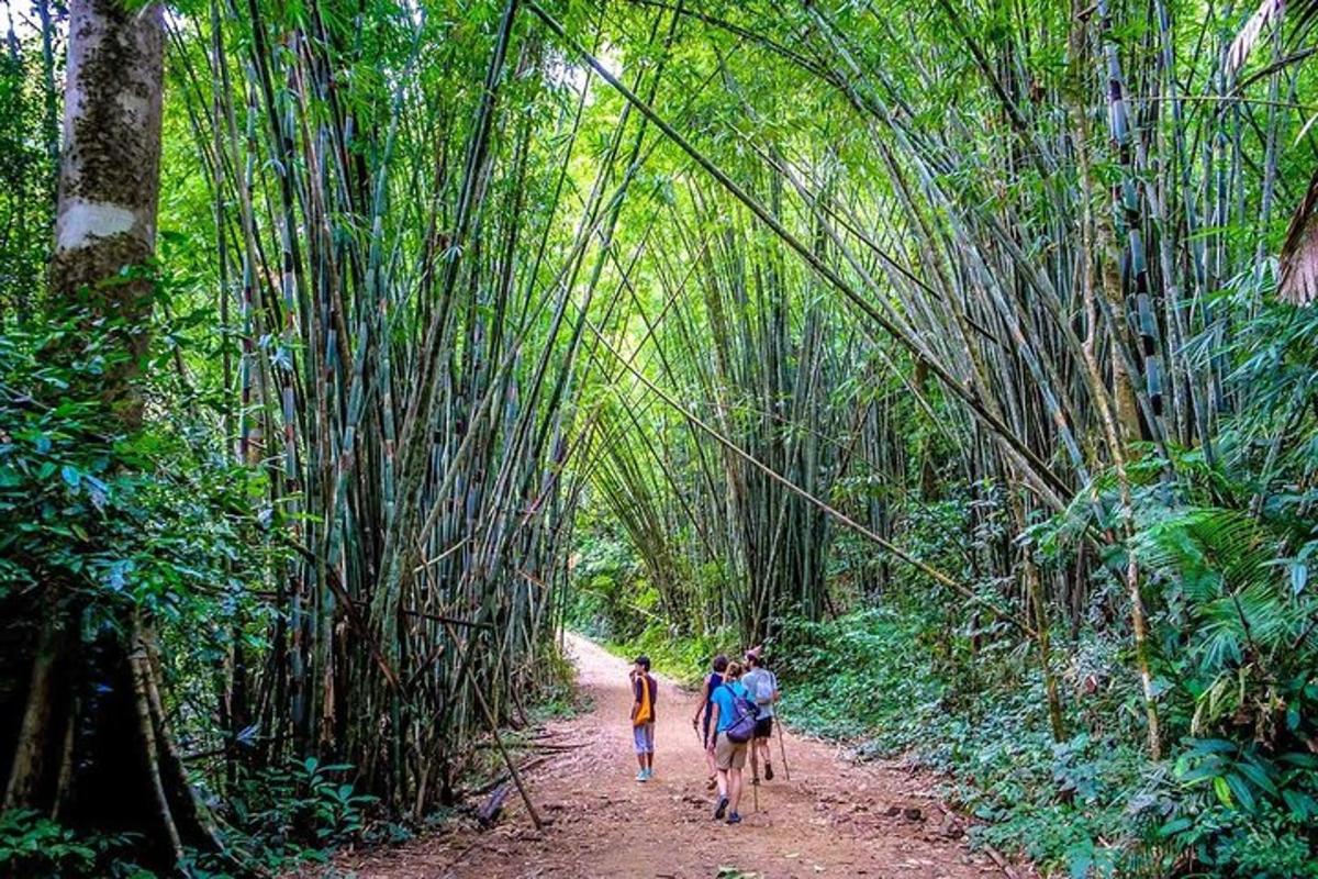 three people walking down a dirt path through a bamboo forest