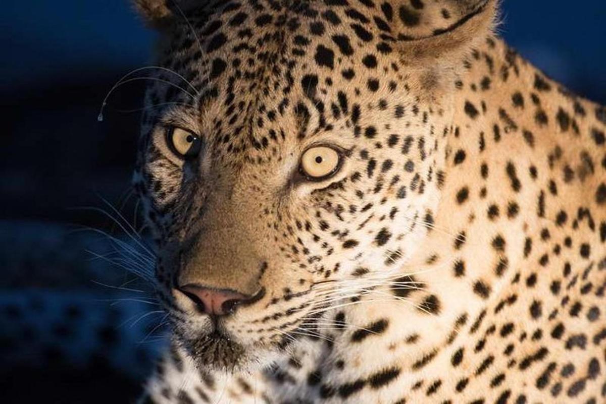 a close up of a cheetah looking at the camera