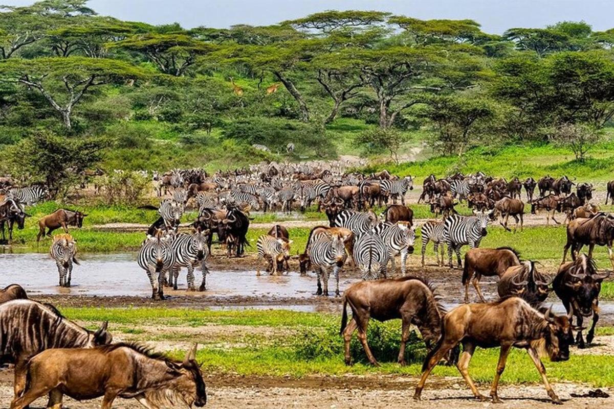 uma manada de zebras e outros animais em um bebedouro