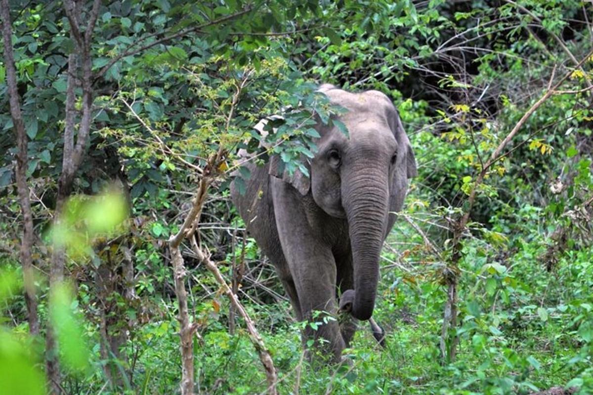 an elephant walking through a field of trees