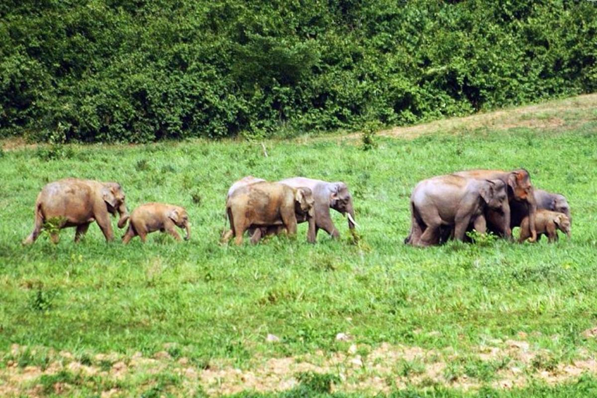 a herd of elephants walking in a grassy field