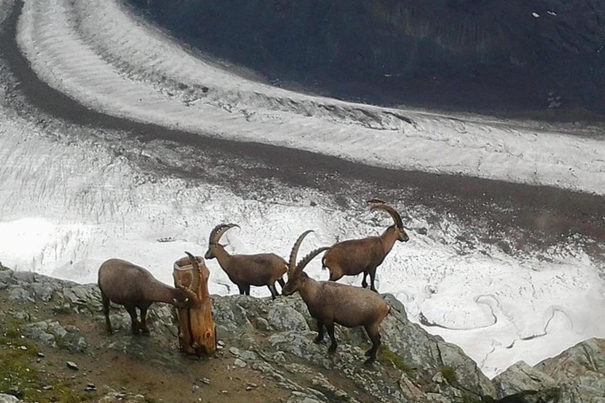 a group of goats standing on top of a mountain