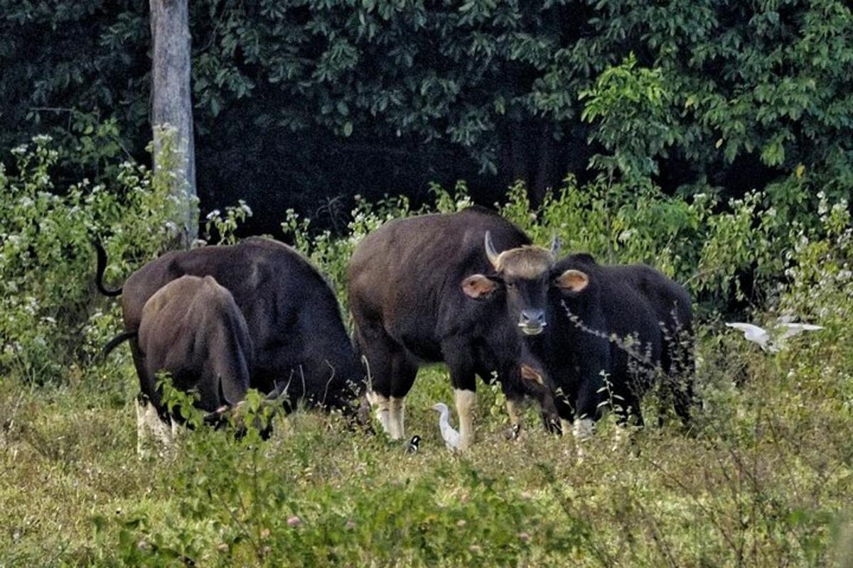 sekumpulan tiga ekor lembu berdiri di padang
