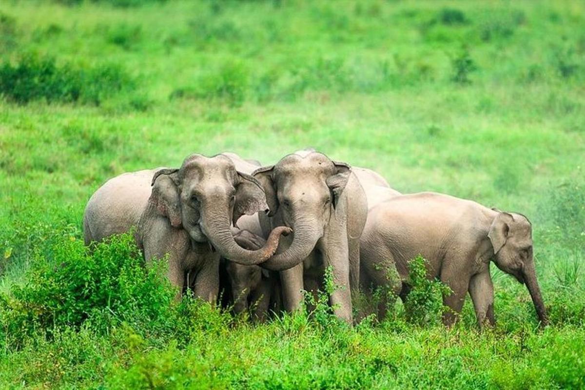 sekumpulan gajah berdiri di padang