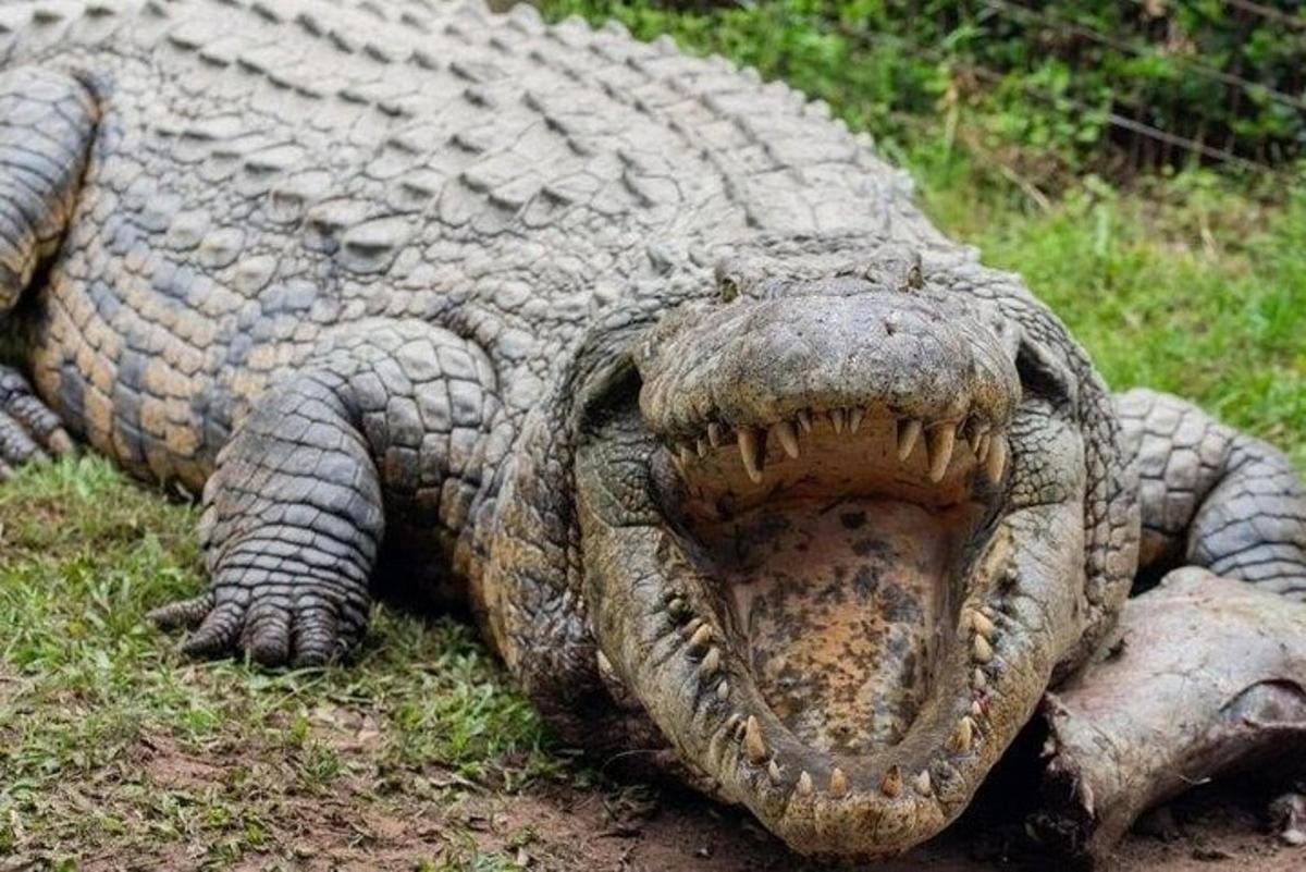 ein großer Alligator, der mit seinem Maul im Gras liegt