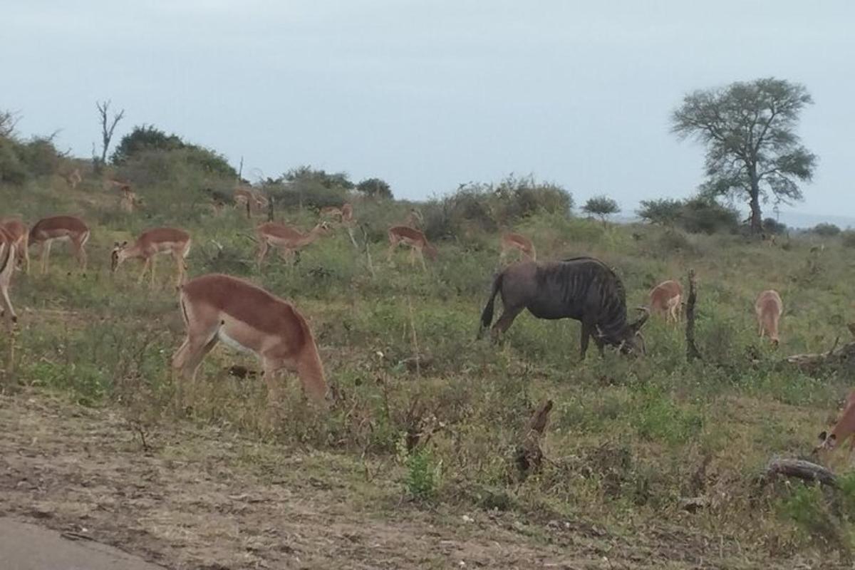 una mandria di cervi e un asino al pascolo in un campo