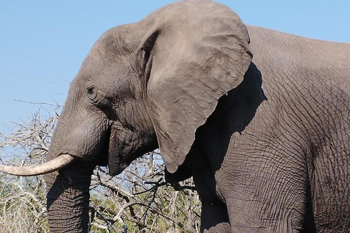 un primo piano di un elefante in piedi in un campo