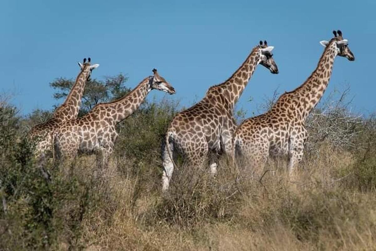 un gruppo di giraffe in piedi nell'erba alta