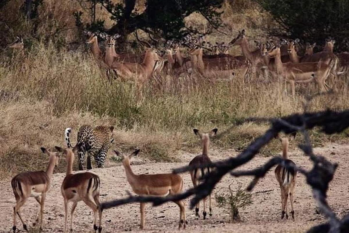 un gruppo di cervi e una giraffa in un campo