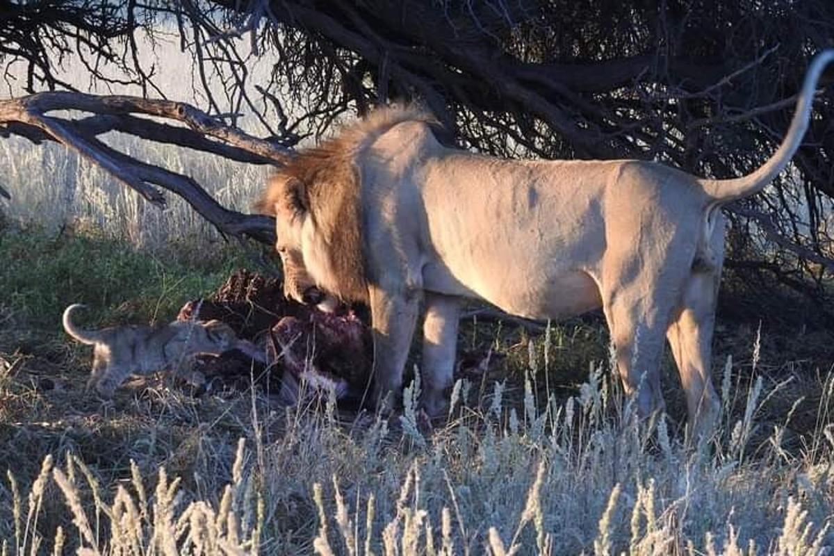 Un león de pie junto a un gato en un campo