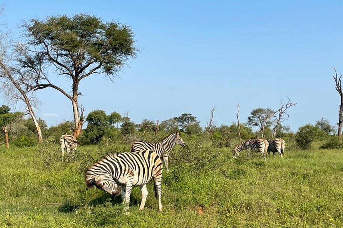 una manada de cebras pastando en un campo