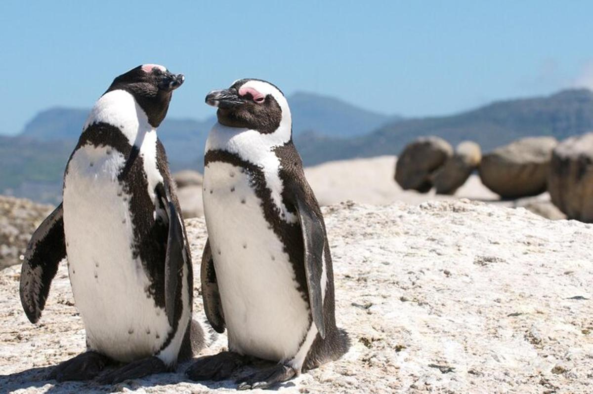 Kaks pingviini istuvad rannas