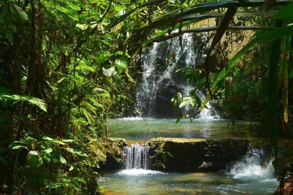 una cascada al mig d'un bosc