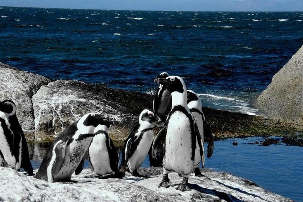 a group of penguins standing on rocks near the ocean