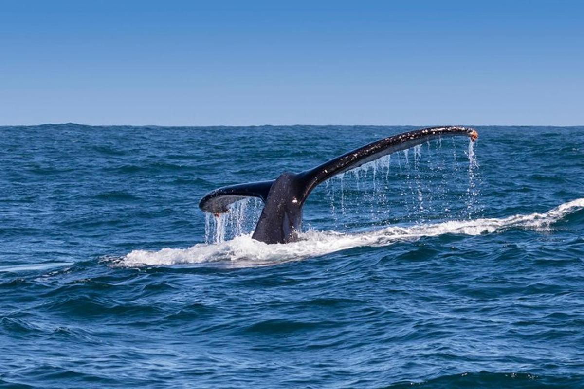 水から突き出たクジラの尾