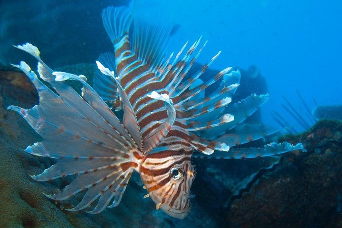 一只狮子鱼和其他鱼在海里游泳