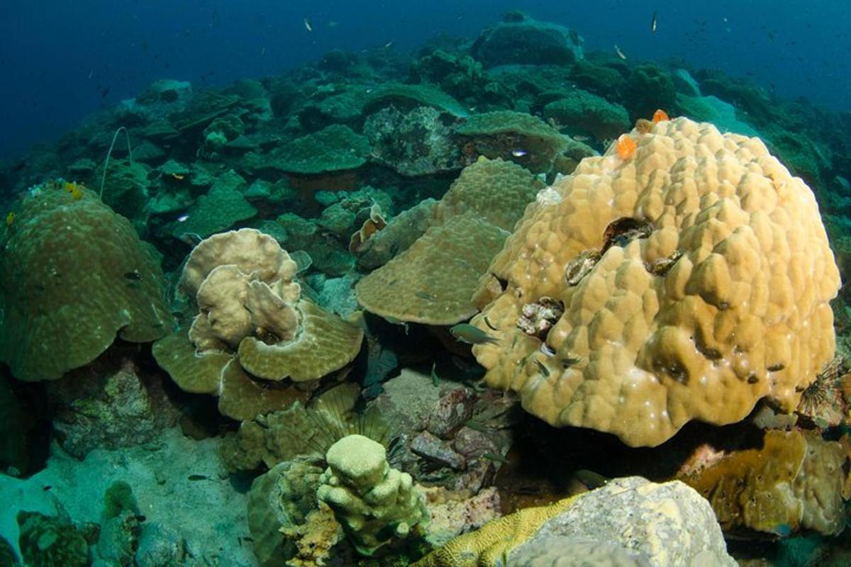 a group of corals on the ocean floor