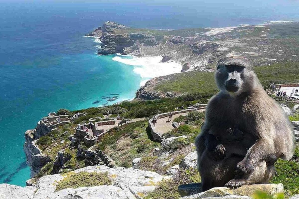 un grande orso bruno seduto sulla cima di una montagna
